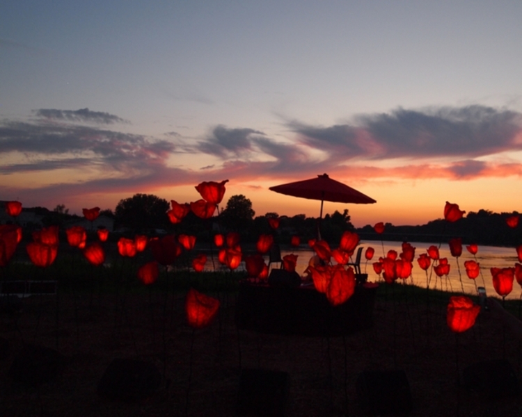 Le Chant des Coquelicots